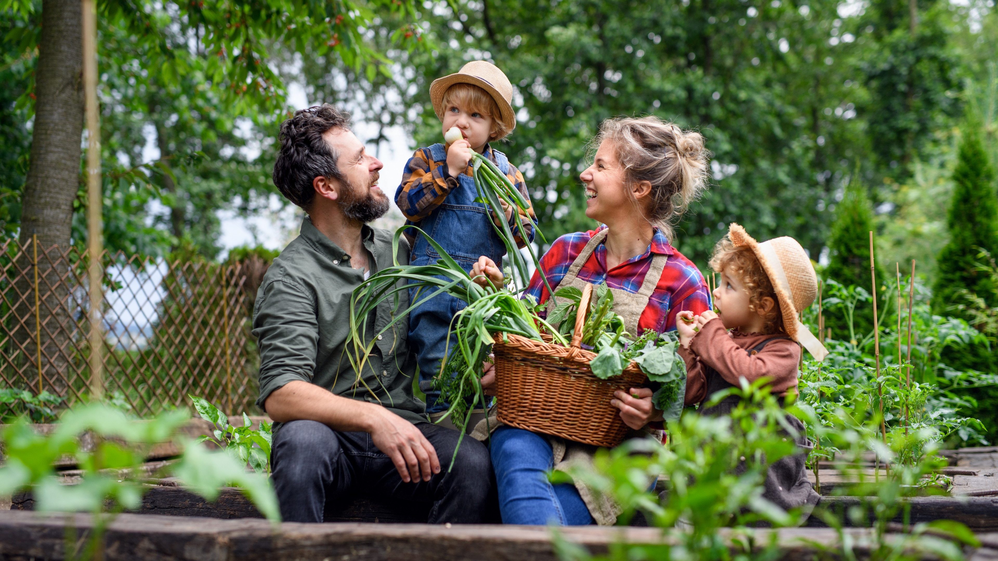 Family with small children gardening on farm, growing organic vegetables.