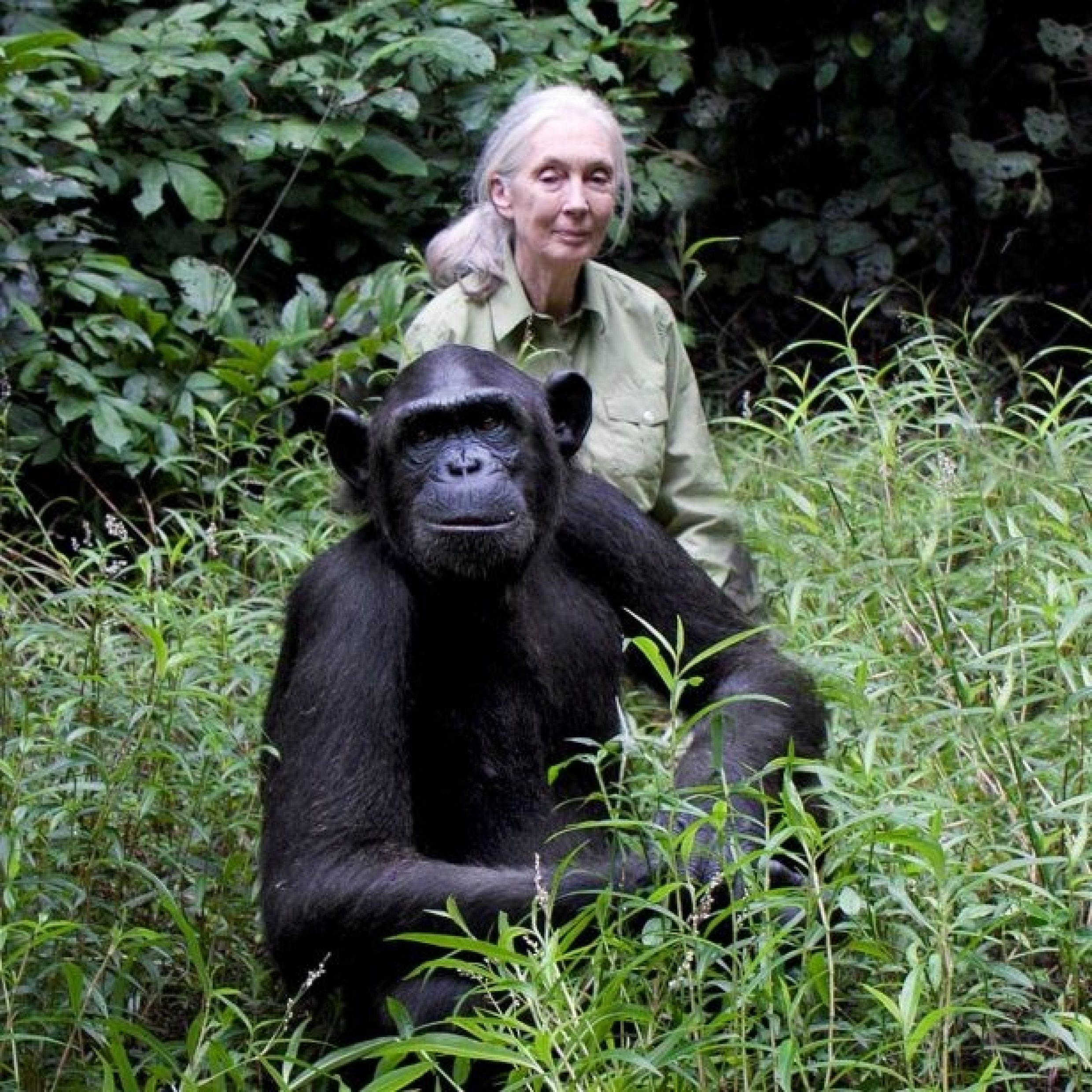 Jane Goodall